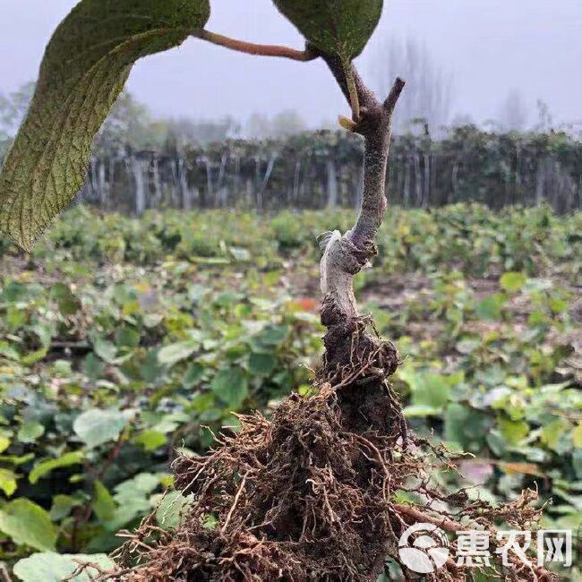  红心猕猴桃苗，基地直供，品种保证，南北方均可种植