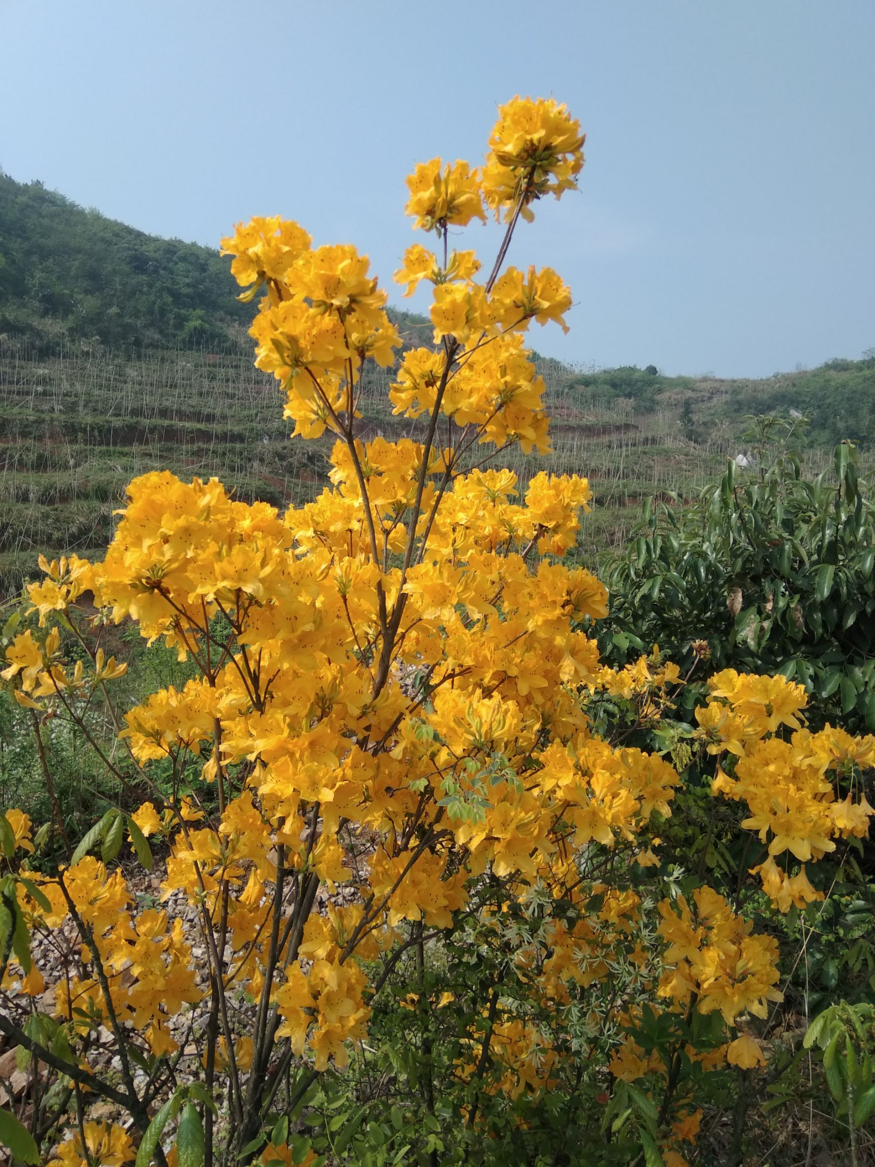 羊踯躅  黄杜鹃    种苗 干花 根部 都有售