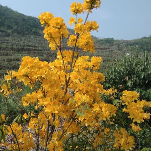 羊踯躅  黄杜鹃    种苗 干花 根部 都有售