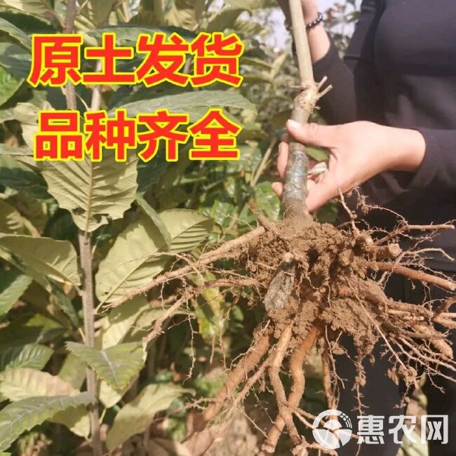  锥栗苗，品种保证量大优惠南北方均可种植