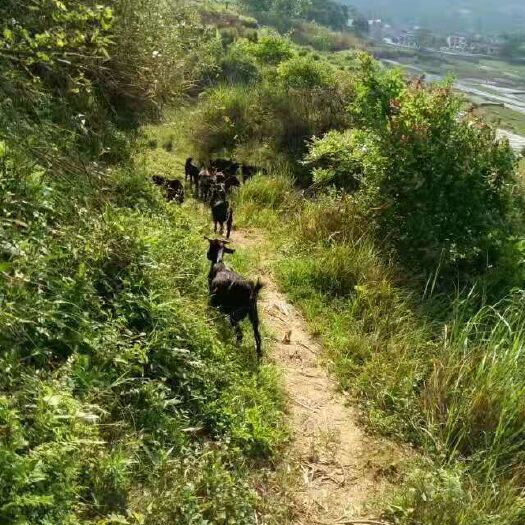 蕲春县好品种的黑山羊