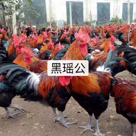 南宁黑瑶鸡苗 瑶鸡