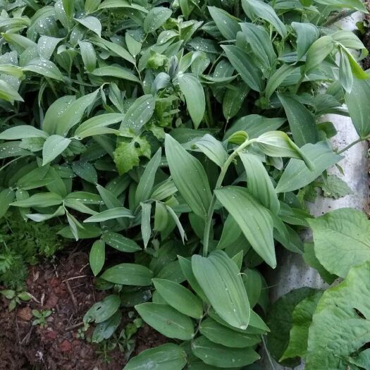 瑞昌市黄精种苗 黄精苗 黄精种径 芽头 存活率高