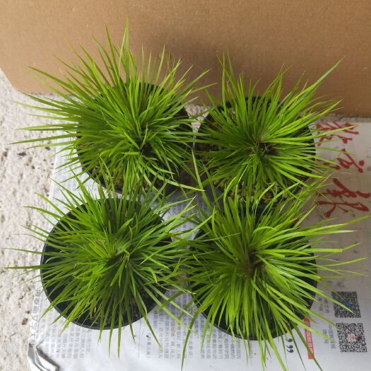 南靖县 菖蒲 精品  黄金姬    原盆发货