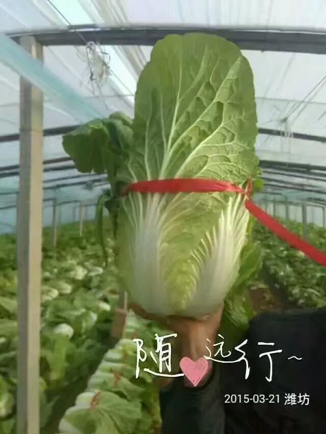 青州万亩 大棚❤️菊锦黄心❤️白菜供应❤️代发全国