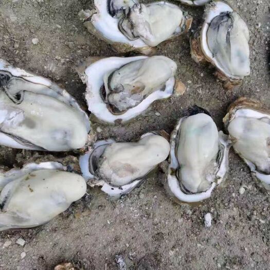 北海北海生蚝 北海市一级生耗