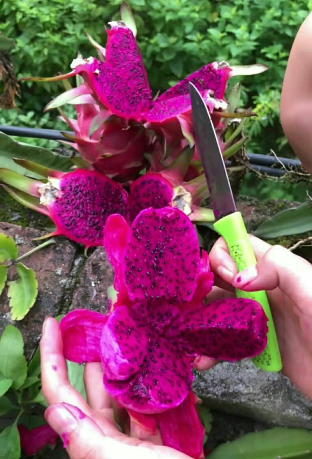  明珠火龙果苗