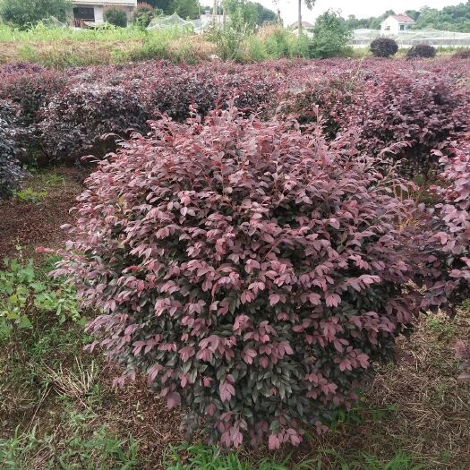益阳双面红 上车价150元