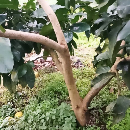仪陇县普通柚树苗 本人因有其他事，准备把农场一万多株红心柚树租出去，有意私聊