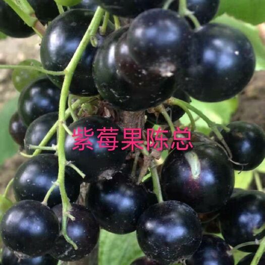 白山黑加仑苗