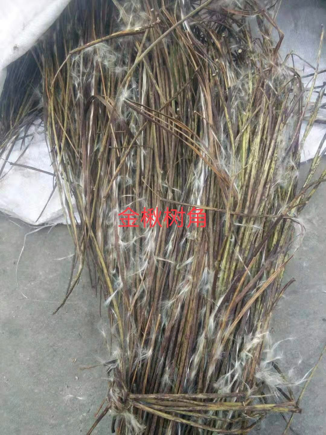  优质全新一级金楸树种子