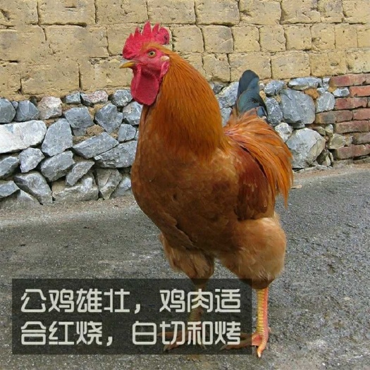 贵阳九斤快大黄鸡苗，出栏快，肉质细嫩，体型大，成活率高！