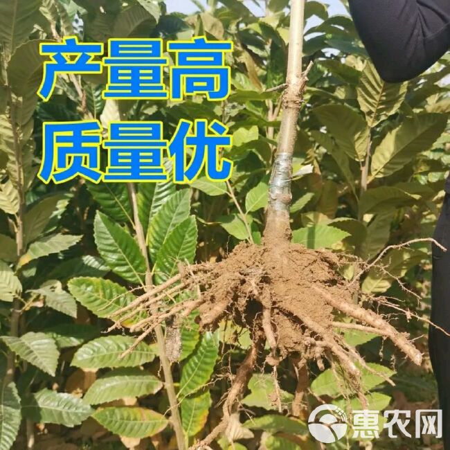  锥栗苗，品种保证量大优惠南北方均可种植