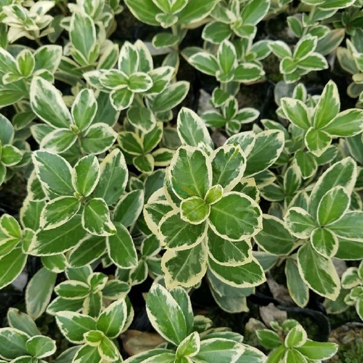 随州 湖北金边黄杨小苗价格，苗圃直销，价格实惠