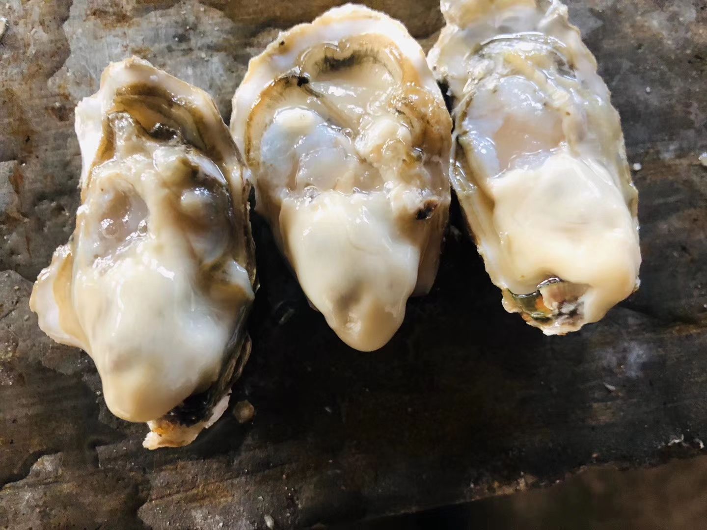 供应大厅  水产 牡蛎 商品详情 **蚝--乳山生蚝你一定要试试,只只都是