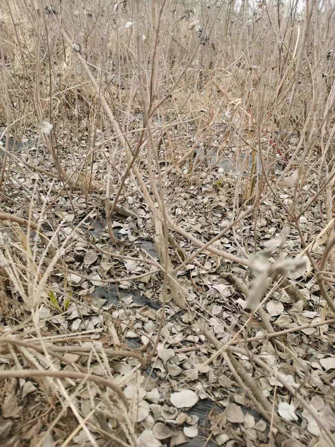 蔓荆子苗 江西单叶蔓荆子结果大苗