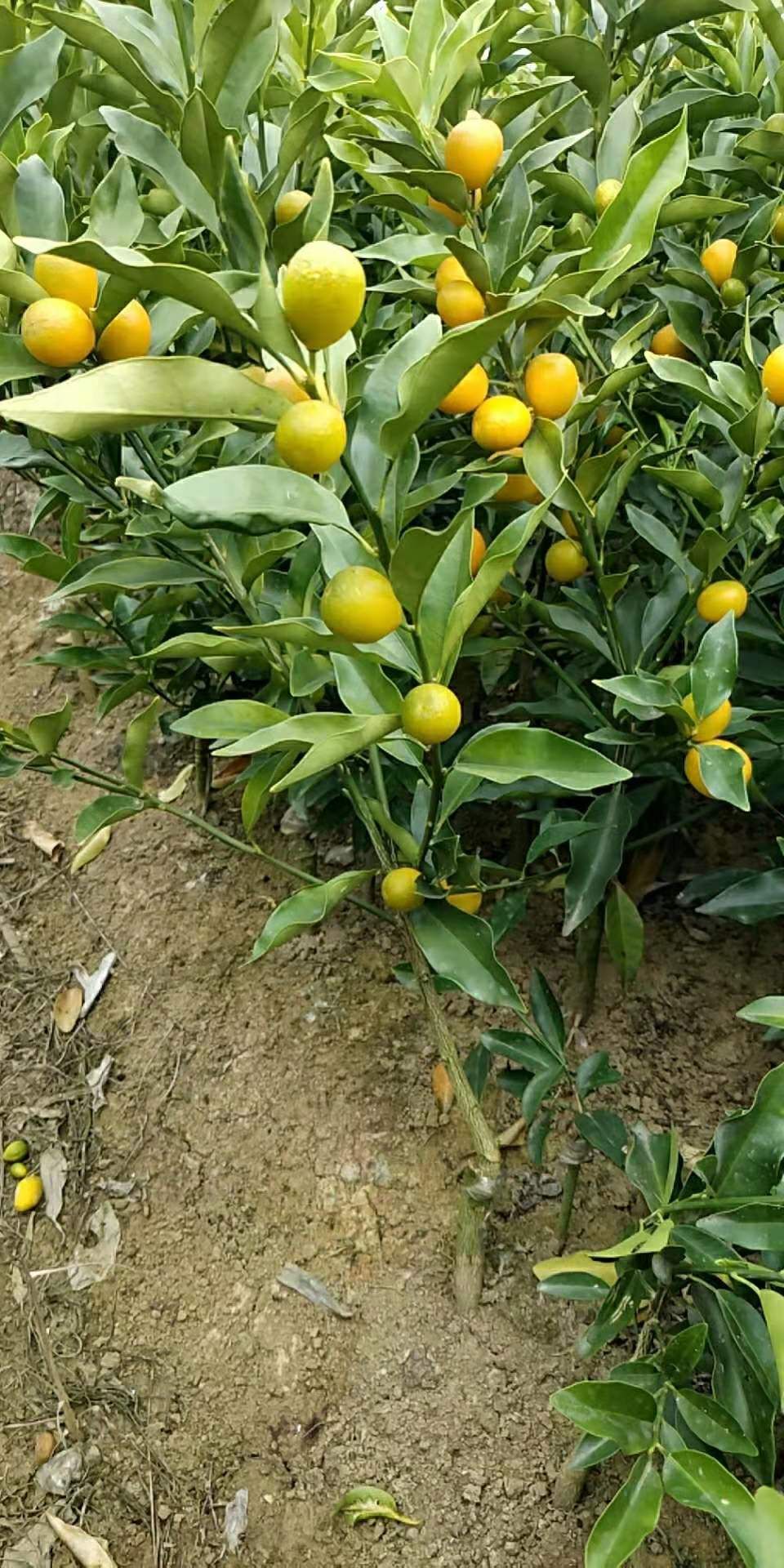 阳朔金桔苗 金桔果苗，根粗叶茂，挂果产量超多，新苗大量供应