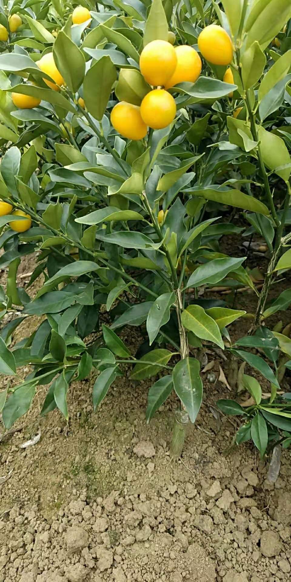 阳朔金桔苗 金桔果苗，根粗叶茂，挂果产量超多，新苗大量供应