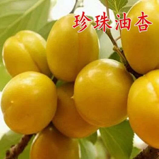 平邑县 珍珠油杏树苗，基地直供，现挖发货，南北方均可种植