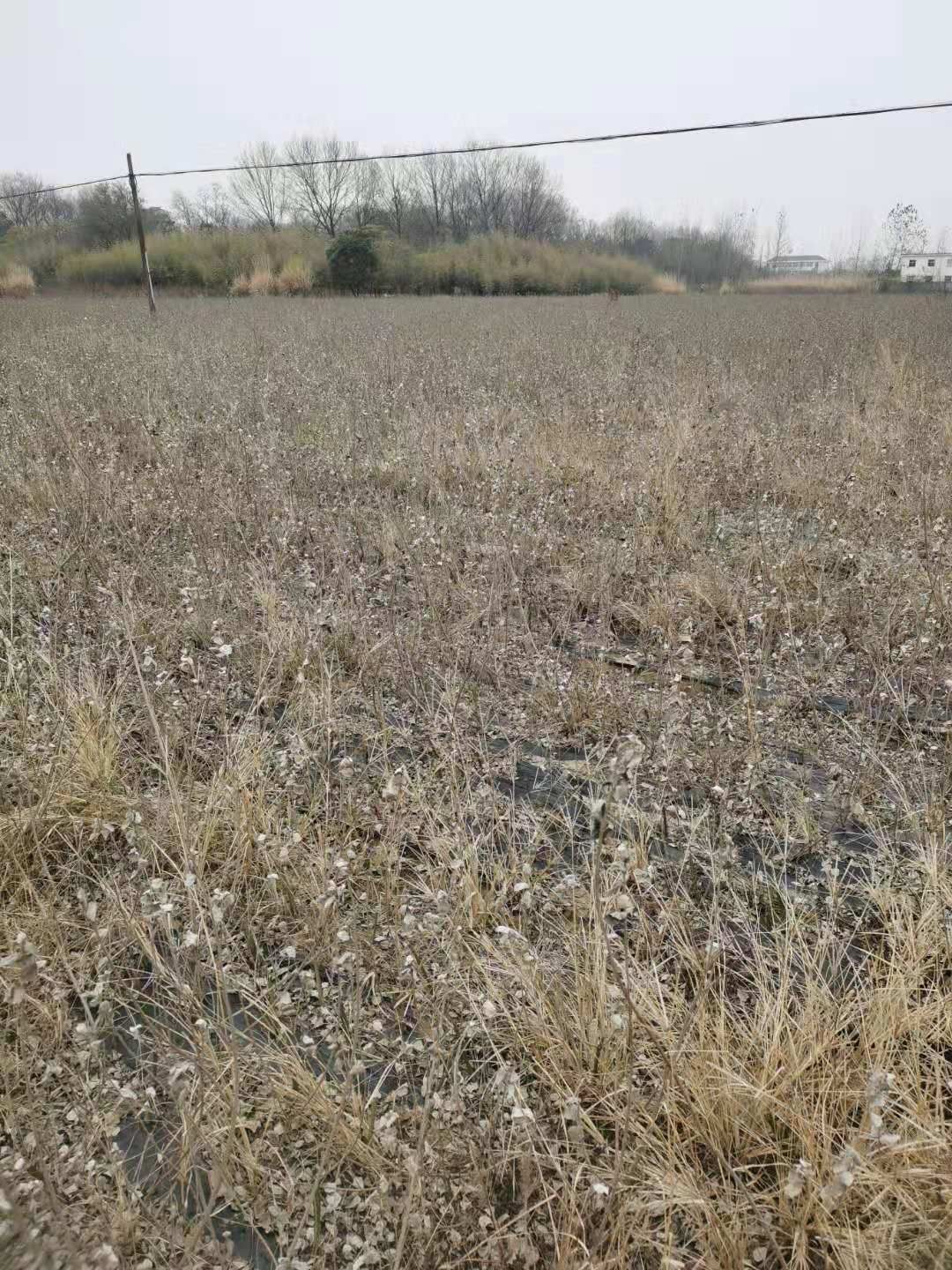 蔓荆子苗 江西单叶蔓荆子结果大苗