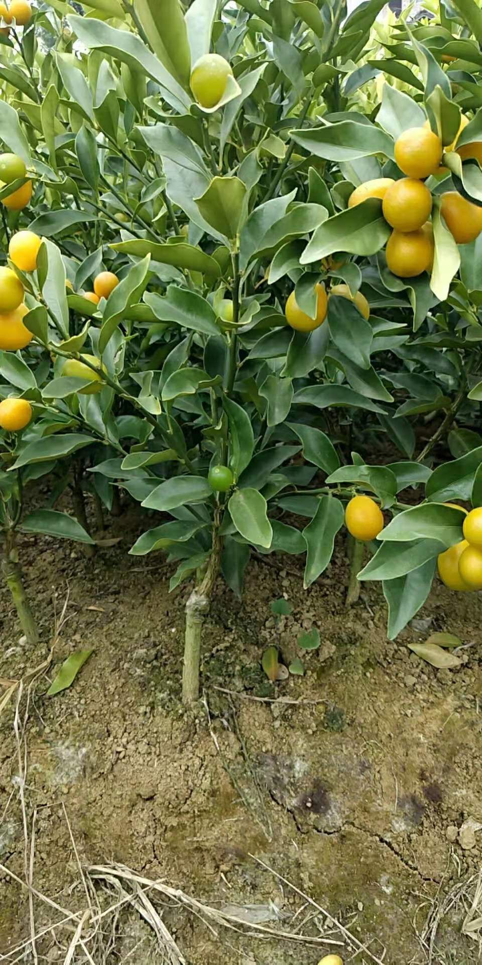 阳朔金桔苗 金桔果苗，根粗叶茂，挂果产量超多，新苗大量供应