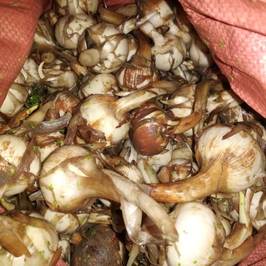 平乐县白肉慈菇 产地大量茨菇