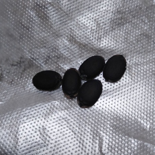 南京青皮香丝瓜种子，皮簿肉美，口感隹，商品率高，产量高，质量好