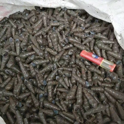 海口山坑螺 好货，好货，不容错过。