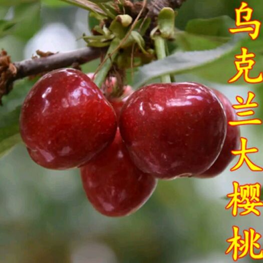 平邑县 乌克兰樱桃苗，基地直供，品种保证，南北方均可种植