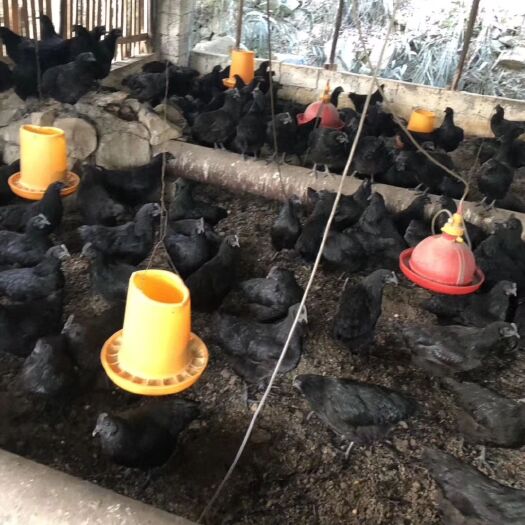 五黑一绿鸡苗 五黑一绿，黑毛，黑冠，黑皮，黑肉，黑骨。