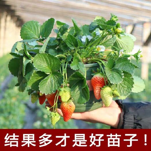 平邑县草莓盆栽 盆栽草莓苗，适合室内栽种，即可观赏又可食用