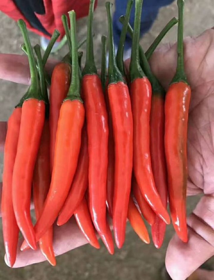 朝天椒种子 泰国高抗病高产艳红268单生朝天椒