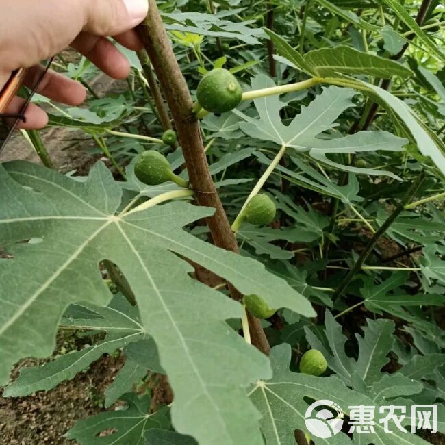 青皮无花果树苗 青皮无花果苗，基地直供，品种保证，南北方均可种植