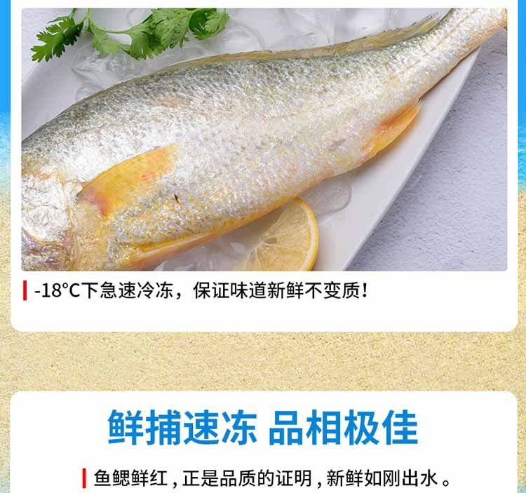  冰鲜大黄鱼，营养价值非常高