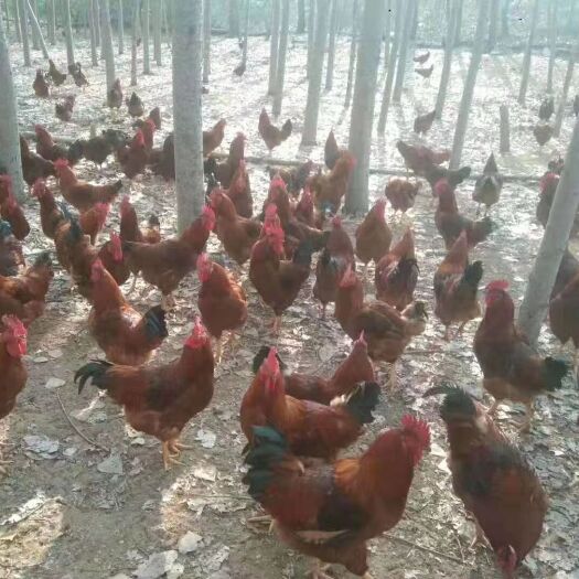 莱西市 自家散养大公鸡   不喂饲料   肉质结实   批发零售
