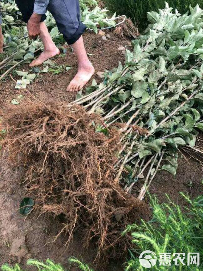 红肉苹果树苗 红肉苹果苗，自家苗圃，南北方均可种植