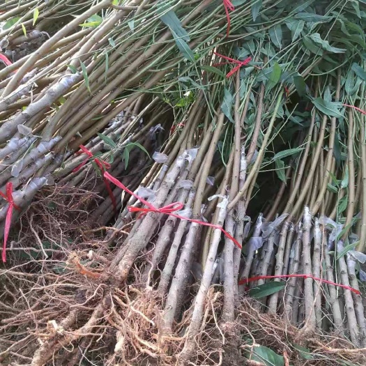 泰安 寿桃桃树苗 福桃树苗价格1公分以上