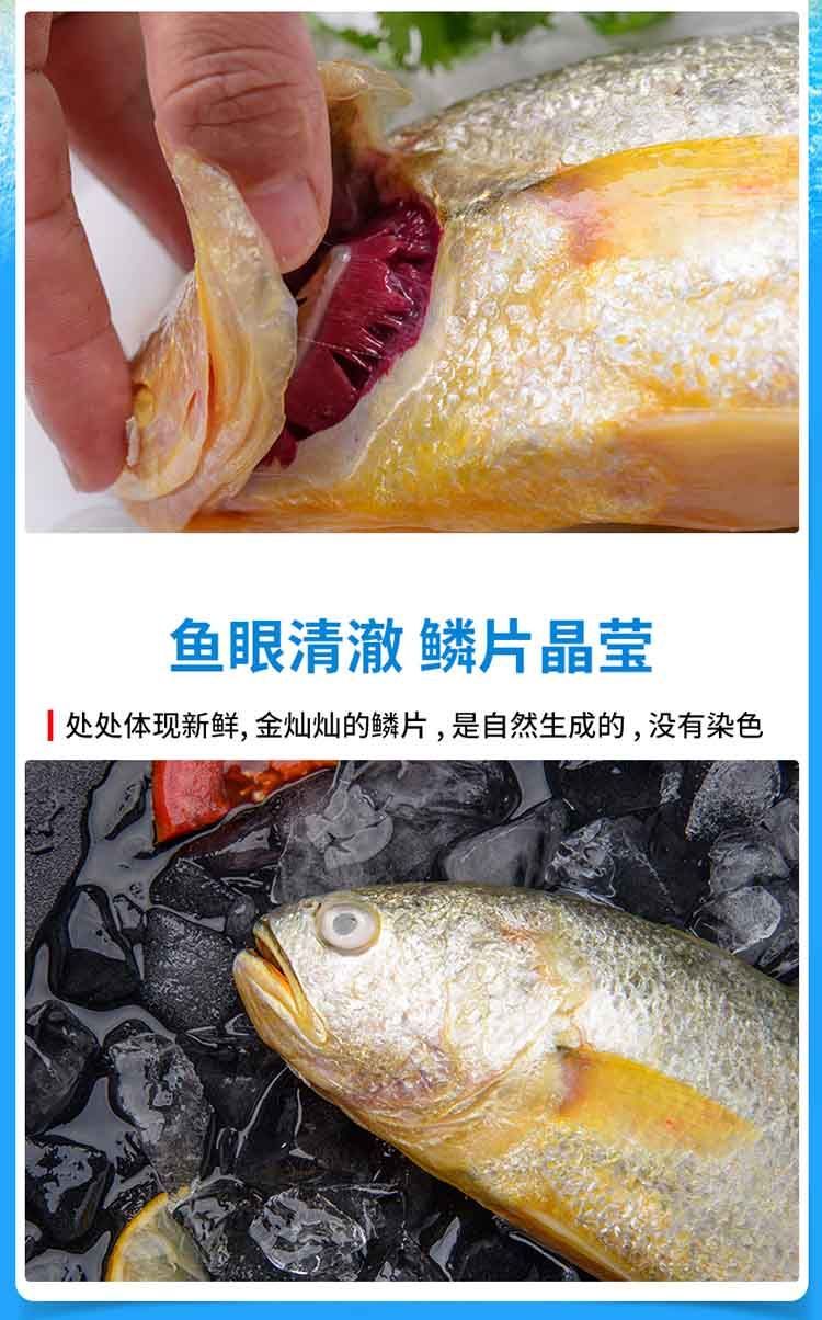  冰鲜大黄鱼，营养价值非常高