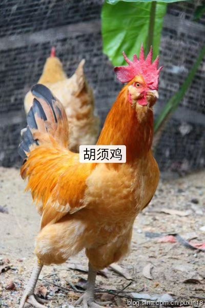 南宁 胡须鸡苗