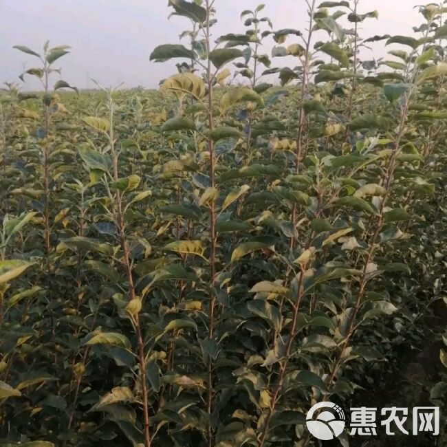 红肉苹果树苗 红肉苹果苗，自家苗圃，南北方均可种植