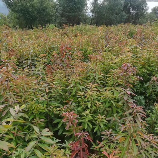九江木荷苗  木荷小苗。