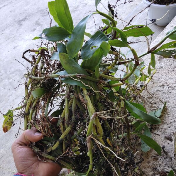 金石斛 小黄草 金耳环