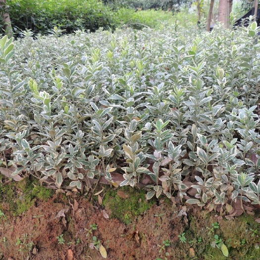 随州 华青农业金边黄杨小苗出售，自产自销，价格实惠