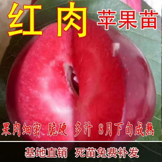 平邑县红肉苹果树苗  红肉苹果苗 红心苹果嫁接苗 红富士苹果树苗南