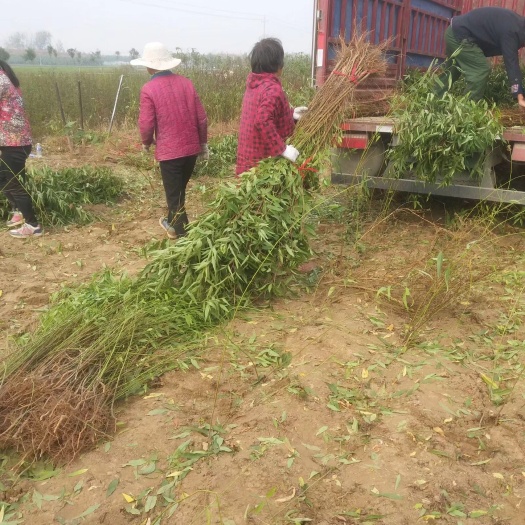 西华县 毛桃苗 基地热销中 毛桃树苗 毛桃实生苗