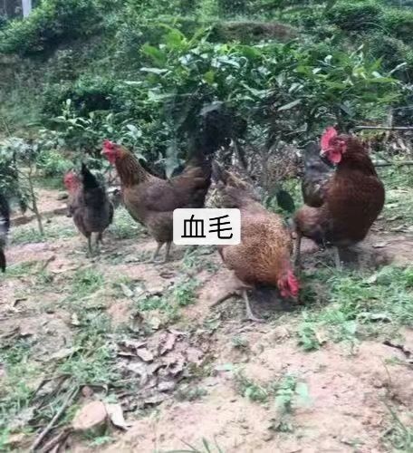 南宁快大麻鸡 快大型血毛鸡