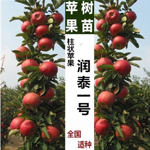 平邑县润太1号苹果树苗  柱状苹果润太一号嫁接矮化果树苗南方北方四