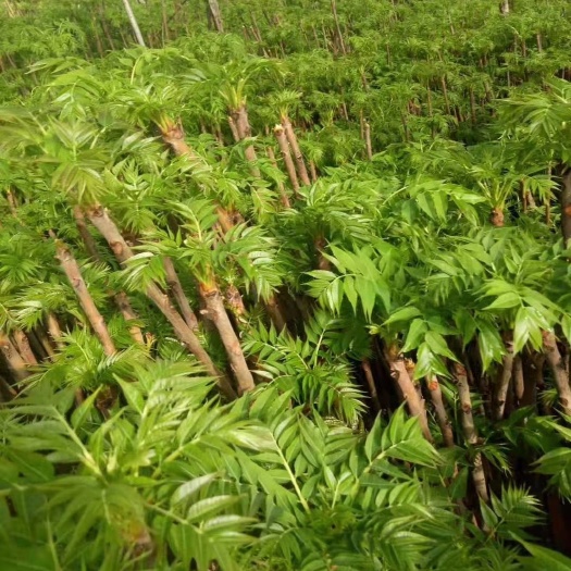 红油香椿  红香椿芽 12cm以上