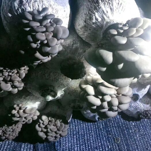 荆州 鲜平菇，几十年老棚