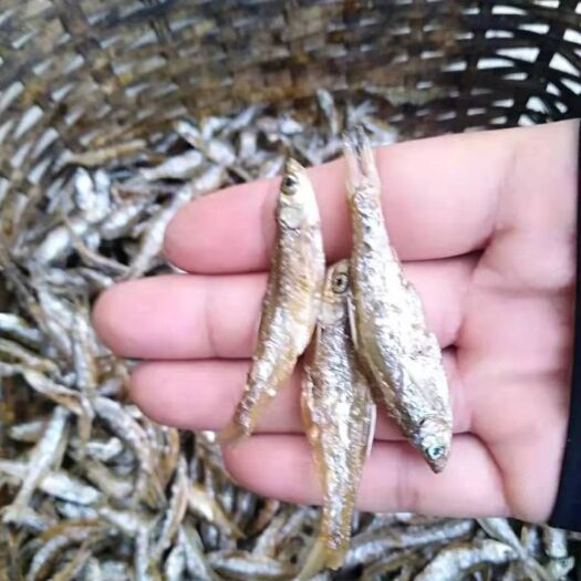 上思县毛刀鱼干 现有大量油炸不开肚白肖出售
